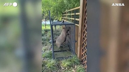Cina, rirtrovato il capibara Doubao fuggito dallo zoo due mesi fa