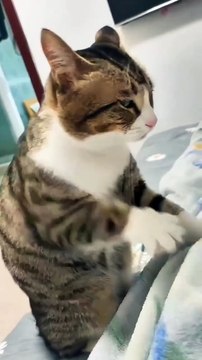 Cat videos | cute cats kittens part-2 😻🐾 #shorts #cat #catvideos #shortvideo #trending #animals #cats #trendingreels #trending #shorts #love #musicandnature1