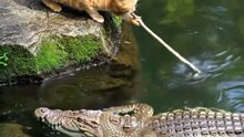 Crocodile Hunded Cat In River