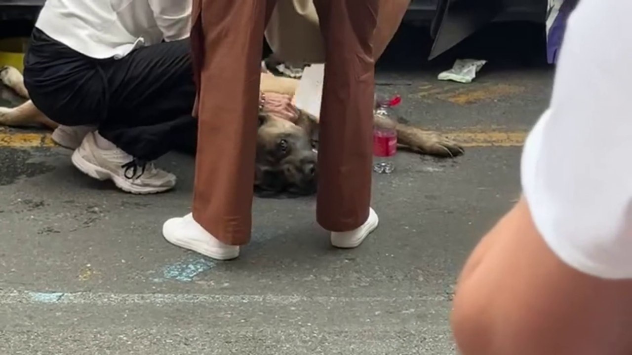 Il cane Pegaso salvato in strada con un messaggio cardiaco