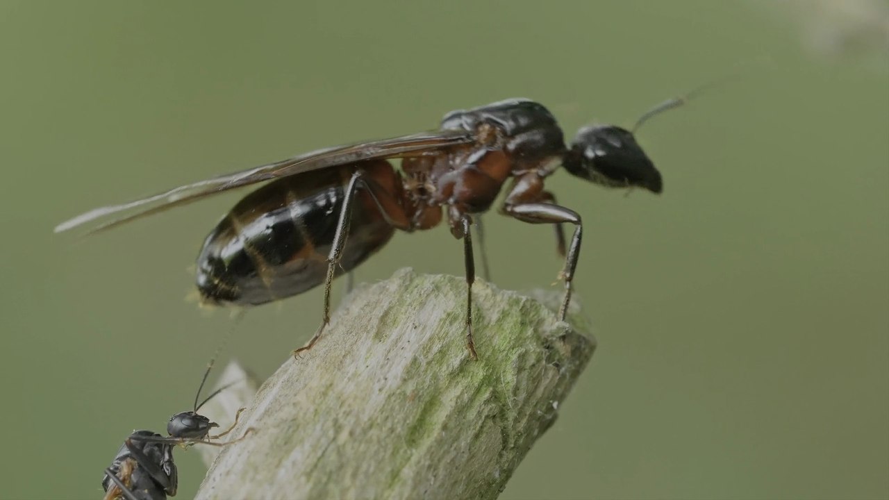 BEST 4K HDR 60fps Video (Dolby Vision) - 8K/4K TV Test Demo [ULTRA HD]