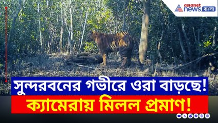 সুন্দরবনের গভীর জঙ্গলে 'ওরা' বাড়ছে! ক্যামেরাবন্দী সব প্রমাণ