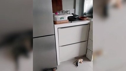 Gambá declara 'open bar' em casa alheia e vira estrela da ressaca