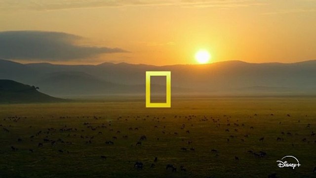 Les Outsiders du monde animal - saison 1 Bande-annonce VF