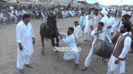 Koh e Noor Goda Rakh K l Sawar  Malik Jabir Sheraz Awan l Sri alamgir 2025