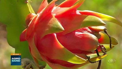 Giro Brasil: pitaya, exportação de gado vivo, produção de milho