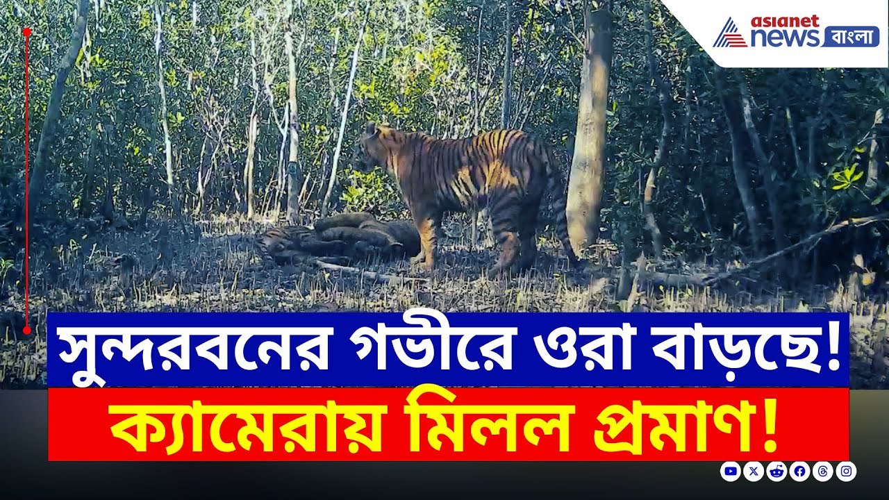 সুন্দরবনের গভীর জঙ্গলে 'ওরা' বাড়ছে! ক্যামেরাবন্দী সব প্রমাণ | Sundarban Tiger | Bangla News