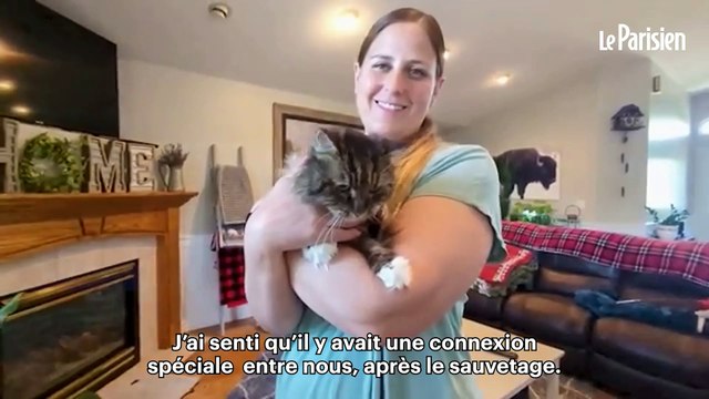 Mirage, la chatte qui a survécu à une chute de 115 mètres