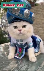 Adorable Cats Dressed in Traditional Cultural Outfits – Cute & Funny Moments!#CuteCats #FunnyCats #CulturalCats #TraditionalOutfits #CatCostumes #AdorablePets #ViralCats #DailyMotionCats #FunnyPets #CatLovers
