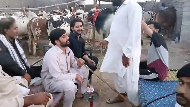 Funny Chat with Animals Sellers/Rawat Mandi/Kallar Syedan Road/Dhoke Major/Nice People