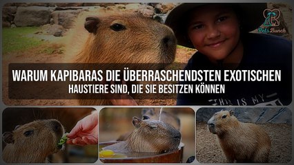 Kapibaras als Haustiere: Warum Sie Die Überraschendsten Exotischen Tiere Sind