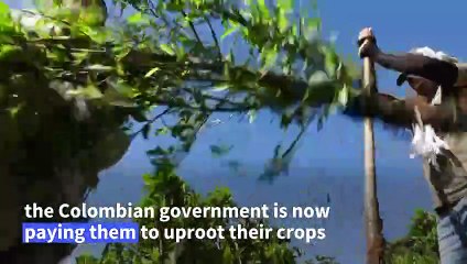 Colombia pays farmers to uproot coca crops in fight against cocaine