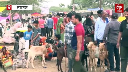 लखनऊ में बिकने पहुंचे लाखों के बकरे; 'ऐनु-सोनू' सुबह-शाम पीते हैं 6 किलो दूध, खाते हैं बादाम और चना, जानें और क्या है खास?