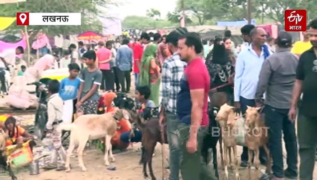 लखनऊ में बिकने पहुंचे लाखों के बकरे; 'ऐनु-सोनू' सुबह-शाम पीते हैं 6 किलो दूध, खाते हैं बादाम और चना, जानें और क्या है खास?