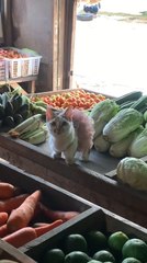 Kitten in Skirt Jumps Over Vegetable Counter