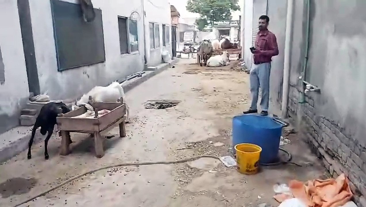 Qurbani Bulls/Sahiwal Bulls/Desi Bulls/Healthy Bulls/Cholistani Bulls/Reasonable Price by Shahbaz