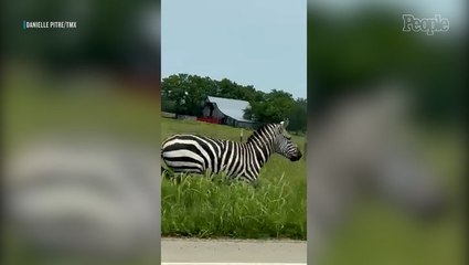 Pet Zebra Remains 'On the Loose' in Tennessee After Escaping Home and Causing Chaos on Interstate