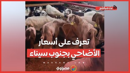 تعرف على أسعار الأضاحي بجنوب سيناء