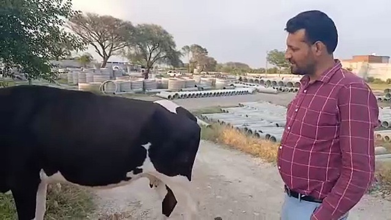 Australian Cow for Qurbani/Deal with Customer