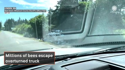 14 million bees released after truck is overturned in Washington State