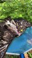 Hawk Stuck in Backyard Pool During Heat Wave 🦅 — You Won’t Believe That Face 👀🔥