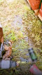 Tiny Kitten Rescued From Water Drum Meets Her Giant Saint Bernard Sister 🐱💧🐶