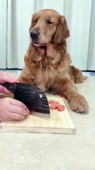 Sneaky Dog Hides Food in Mouth