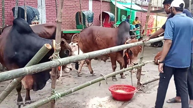 জমে উঠছে কোরবানীর পশুর হাট, কমলাপুর-মুগদা বড় বড় গরুতে সয়লাব