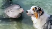 Dog and Dolphin – Emotional Moment in Nature / Câinele și Delfinul – Moment Emoționant în Natură