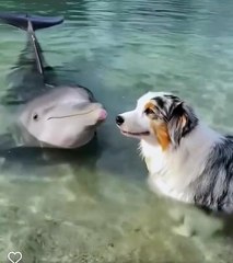 Dog and Dolphin – Emotional Moment in Nature / Câinele și Delfinul – Moment Emoționant în Natură