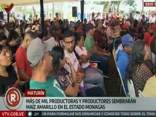Monagas | Más de mil agricultores sembrarán maíz amarillo en la entidad