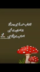 Urdu quotes grow ✍️😍