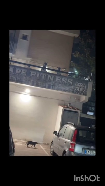 agozzino Alfredo mi aspettano i miei cuccioli