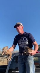 Piglet Lunges And Bites Guy, Making Him Shout And Jump
