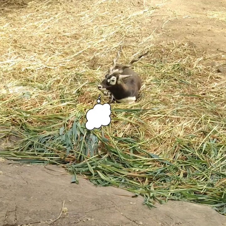 "Humans invented mirrors" 😄😄😄