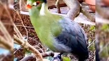 All video about birds life and hunting birds etc