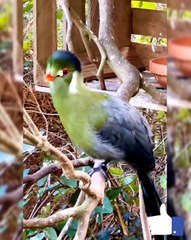 All video about birds life and hunting birds etc