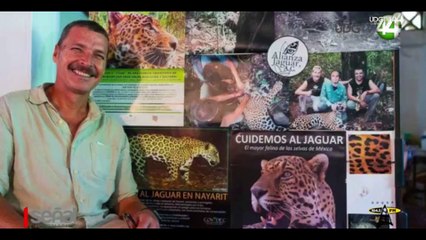 Muere ocelote atropellado en Nayarit; urgen a cuidar fauna silvestre