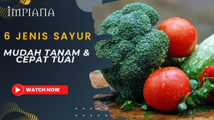 6 Jenis Sayur Mudah Tanam Cepat Tuai