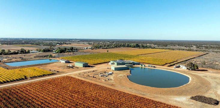Long established table grape export operation in Mildura up for sale.