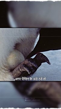 Cold penguin egg #science #sciencefacts #facts #trending #winter #cold #penguin