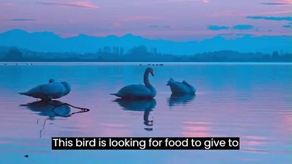 Funniest and Cutest Birds