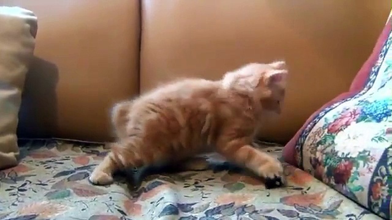 Funniest and Cutest Cats