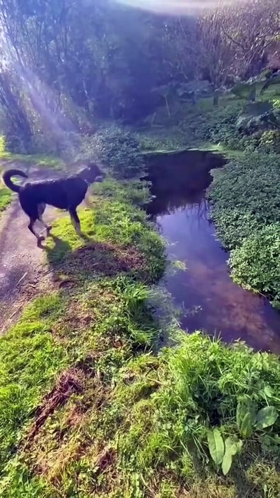 🤣🤣🤣Funny Videos - Funniest Kittens - Cats And