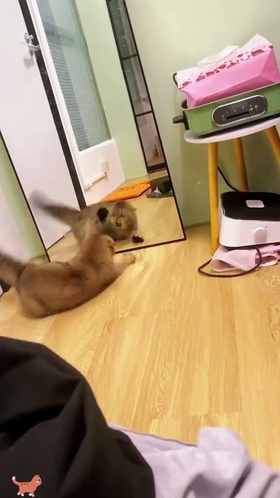 🤣🤣🤣Funny Videos - Funniest Kittens - Cats And