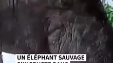 Un éléphant sauvage s'incruste dans un magasin