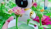 Eilik robot visits the spring flower garden. Who is more beautiful ? #shorts #eilik