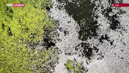 Irak’ın Necef kentinde meydana gelen toplu balık ölümleri endişe yarattı