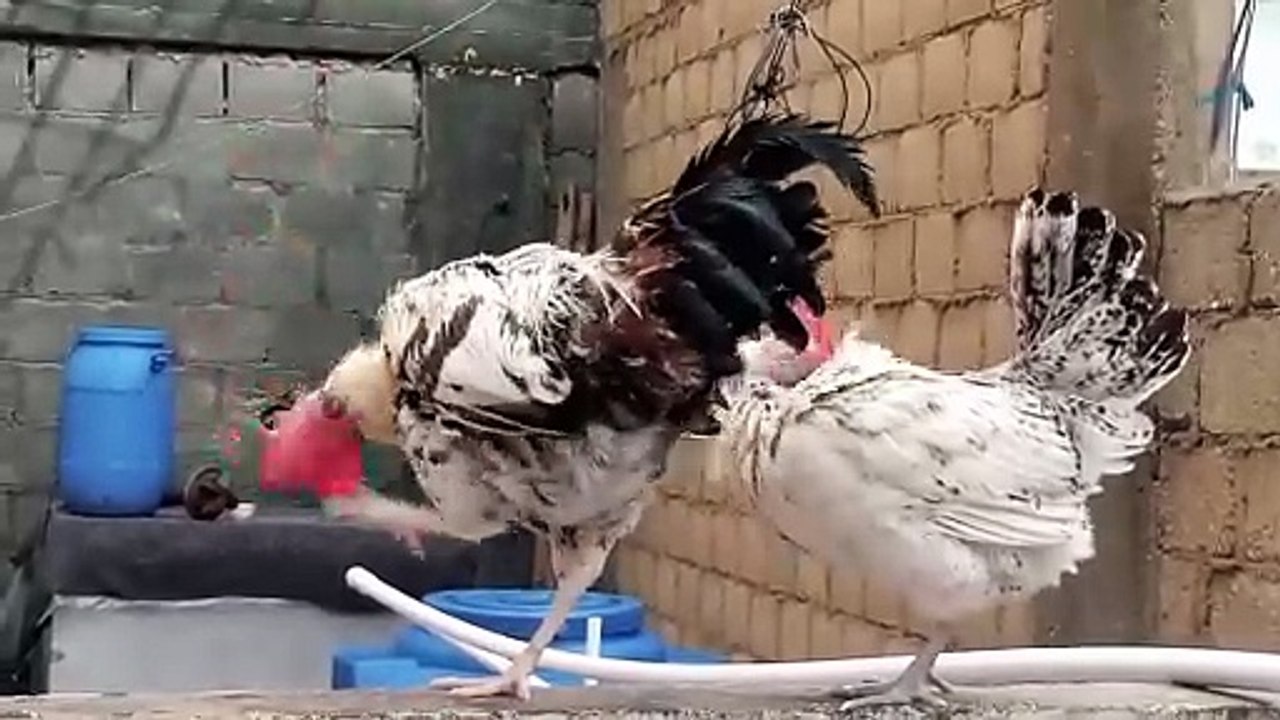 Cute baby chicks 🐥🐣Angry Bird || Cute Chickens video