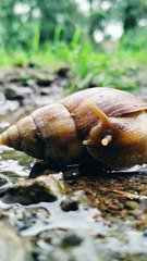 THE BEAUTY OF SNAILS - KEINDAHAN BEKICOT